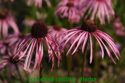 Echinacea úzkolistá, herbár časopisu Liečivé rastliny, Herba, jún